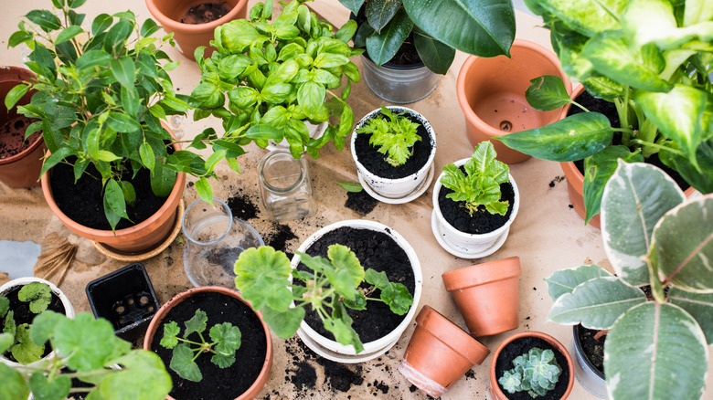 Countertop filled with potted herbs