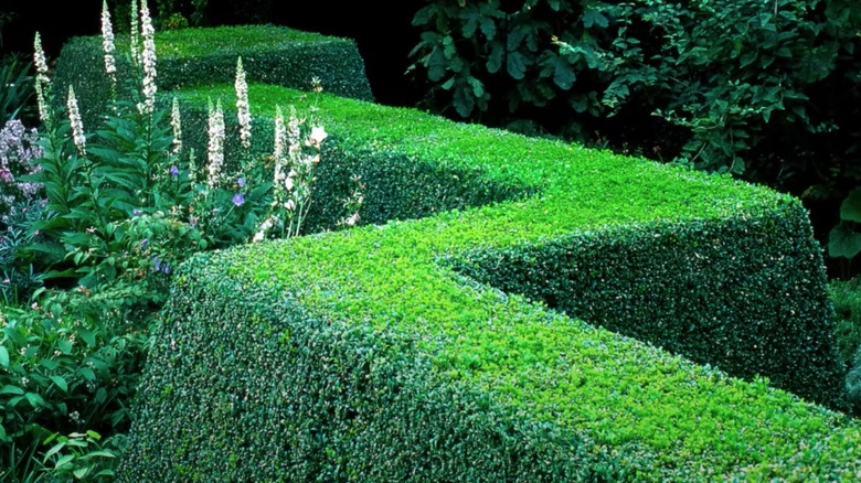 boxwood privacy for backyard