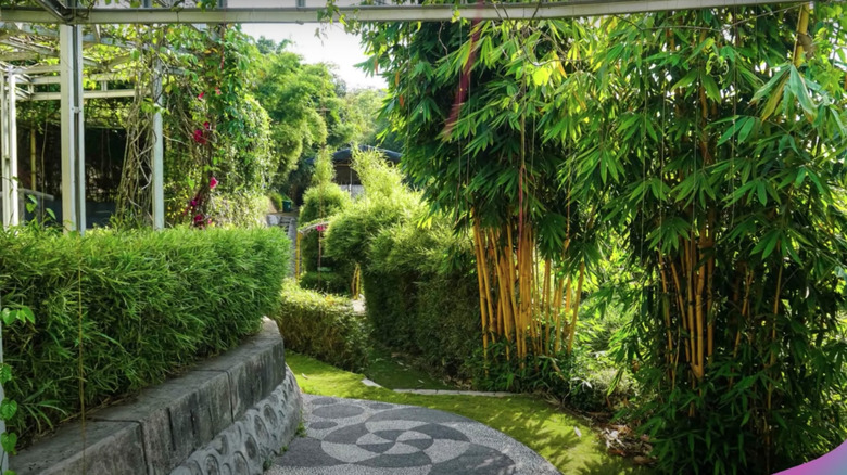 bamboo privacy for backyard