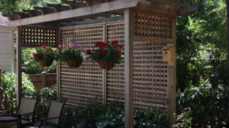privacy plants for backyard