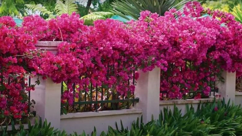 colorful flowers for backyard