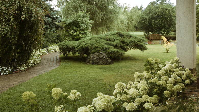 backyard with tree privacy
