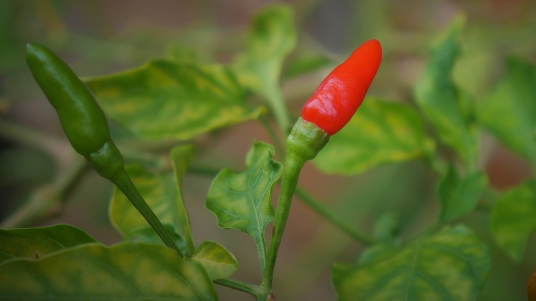 25 Miniature Veggies You Can Grow In Your Backyard