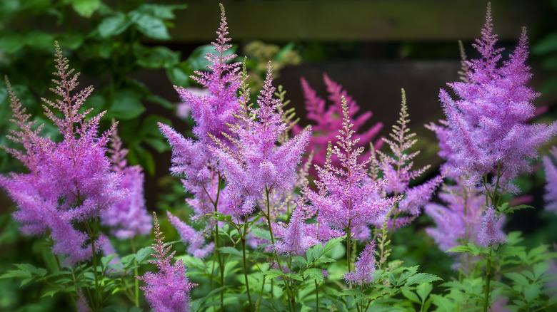 Magenta astilbes with bright pink floral plumes.