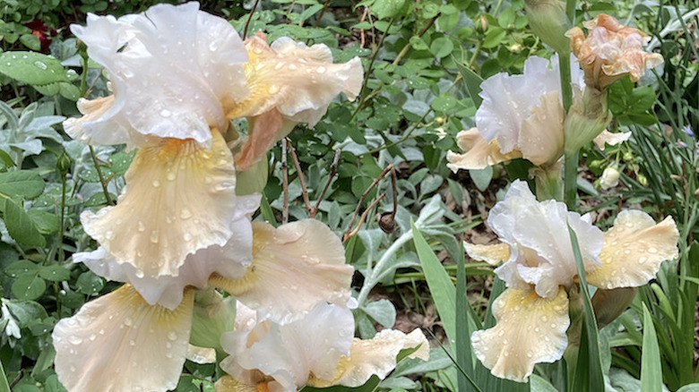 Cream-colored 'Champagne Elegance' irises blooming.