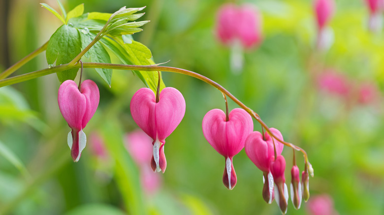A bleeding heart stem with pink flowers dangling.