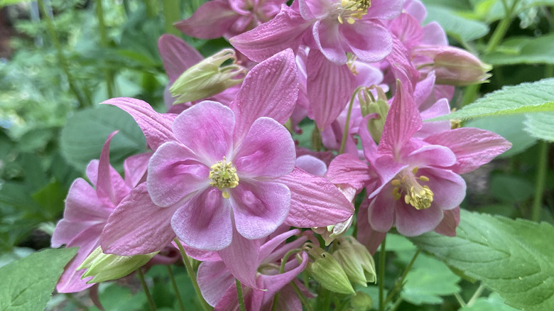 Pink columbines in bloom.