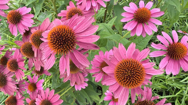 Pink coneflowers with orange centers.