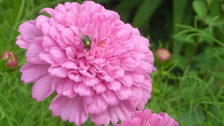 Pink 'BonBon" cosmo flower with a green fly in the middle.