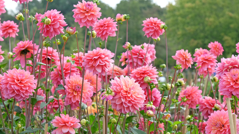 A field of pink dahlias.