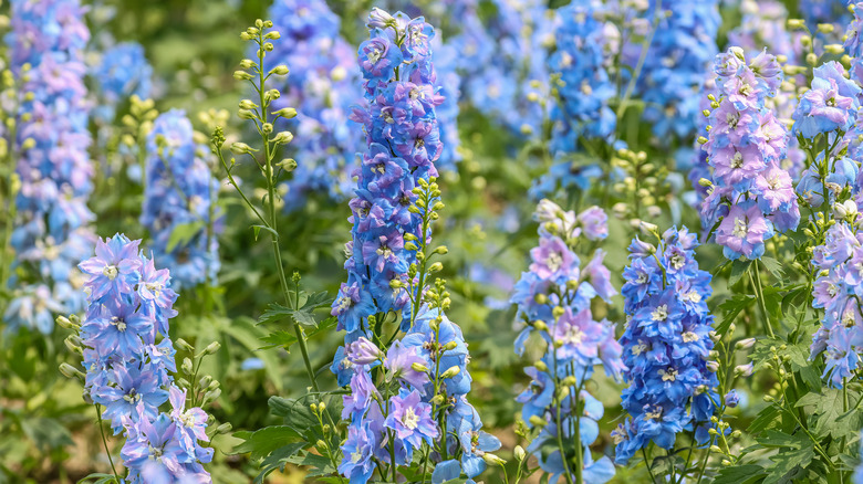 Pale blue delphiniums blooming in garden.