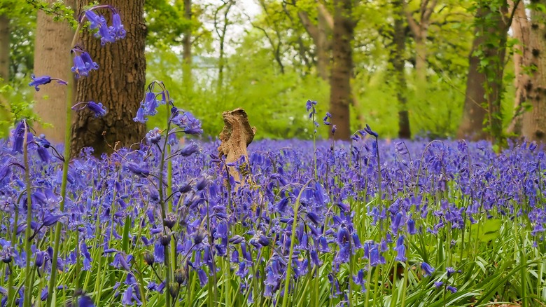 English bluebells blooming in forest.