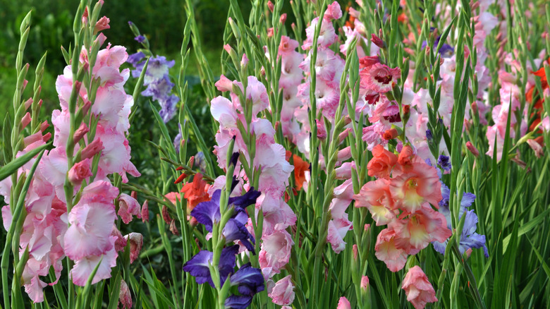 Mixed colors of gladiolus in bloom.