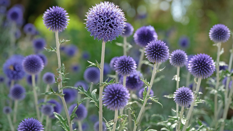 Blue globe thistle flowers.