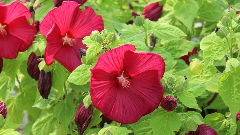 Perennial hibiscus with red blooms.