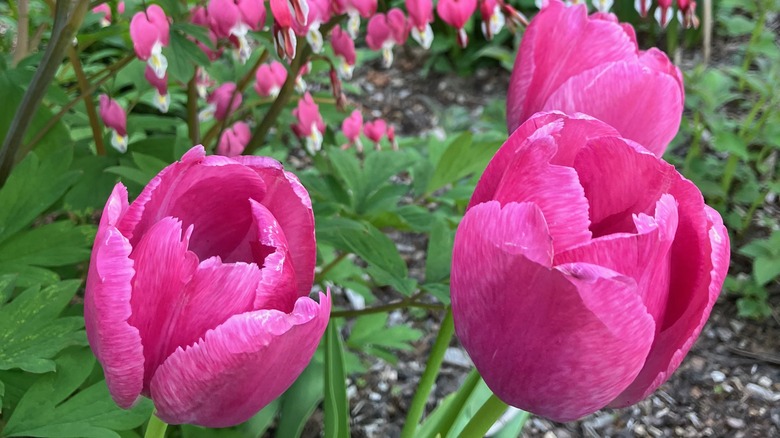Bright pink tulips in garden with bleeding heart in background.