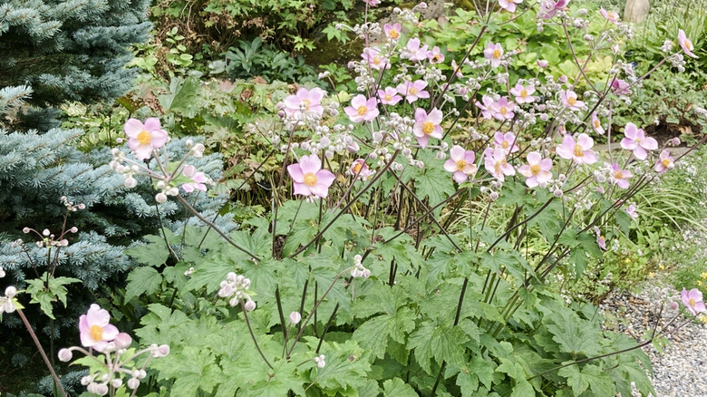 Pale pink anemones blooming in garden amid other plants.
