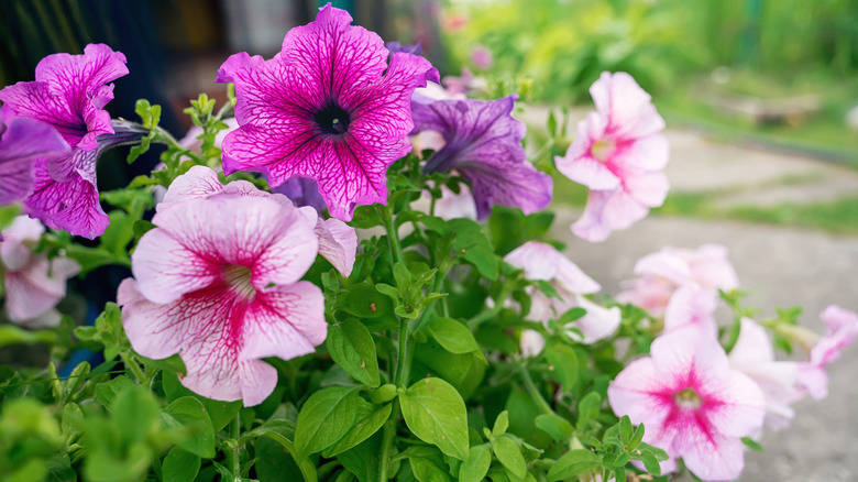 Pink and purple petunias in bloom outdoors.