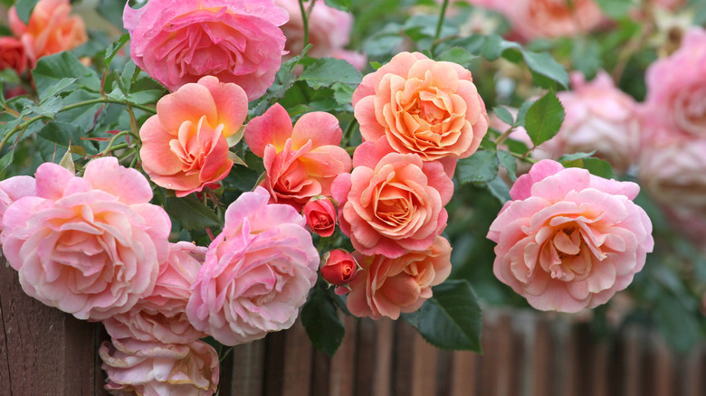 Pink and peach roses in bloom in a garden.
