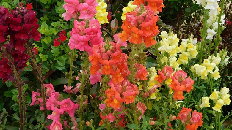 Mixed colors of snapdragons in bloom.