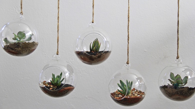 small glass terrariums
