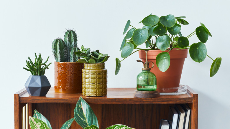 succulents in ceramic pots