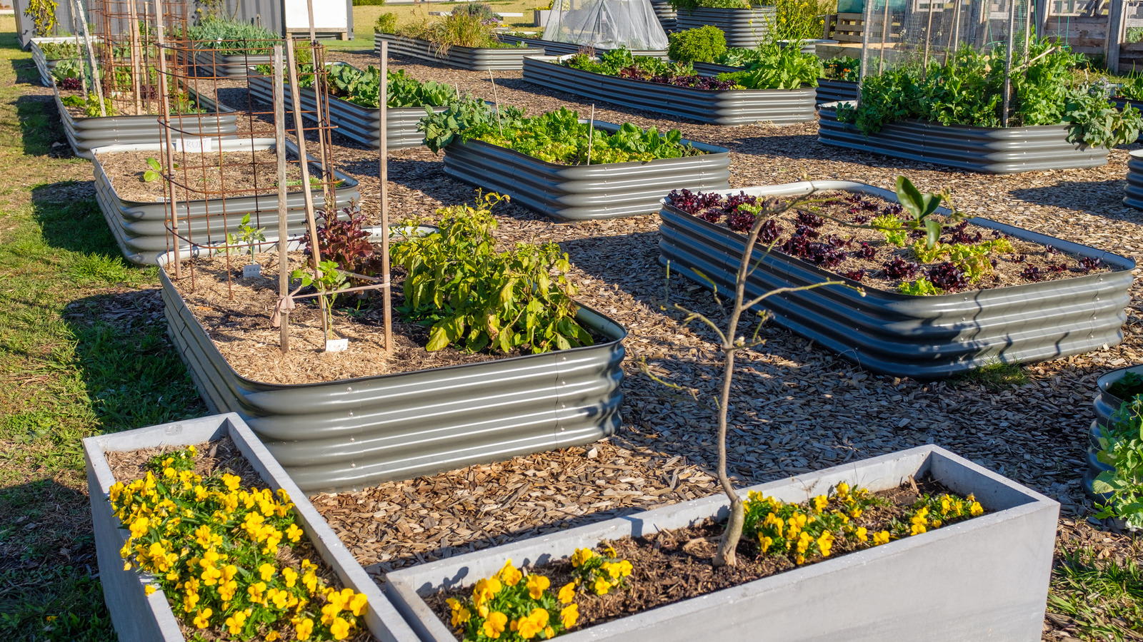 Raised Bed Vegetable Garden - Concrete Blocks Planter for Small Spaces