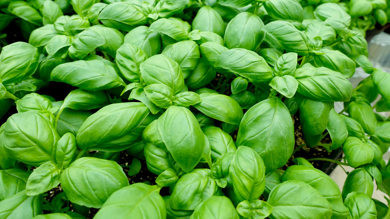 Close up of dense basil plants growing together in pots