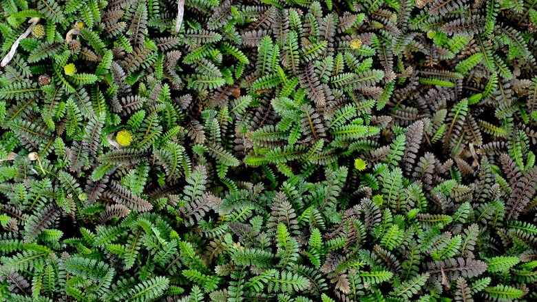 Dense ground cover foliage of brass buttons