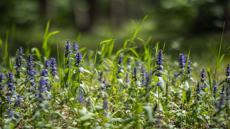 Flowering bugleweed with green leaves