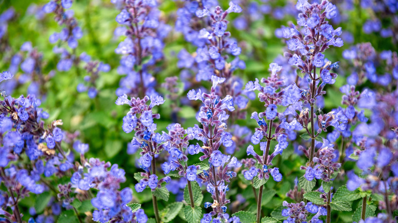 Close up of purple catmint blooms with green foliage