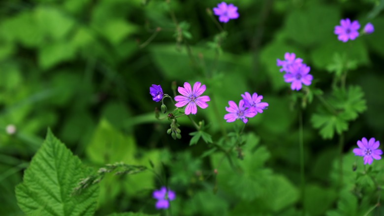 Pink cranesbill flowers with green foliage