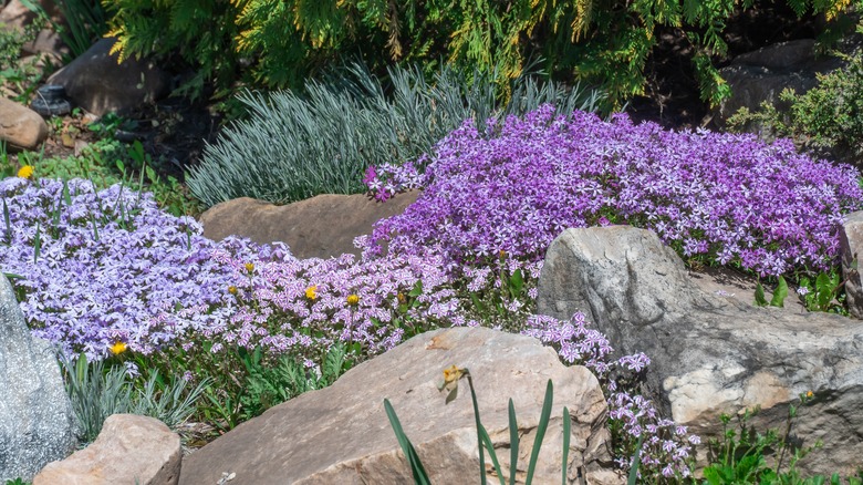 Bed of creeping phlox growing over rocks with other plants in a garden