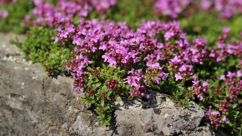 Pink creeping thyme flowers growing over stone