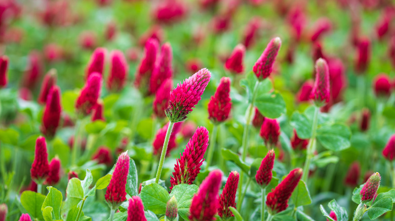 Red crimpson clover blooms with green foliage