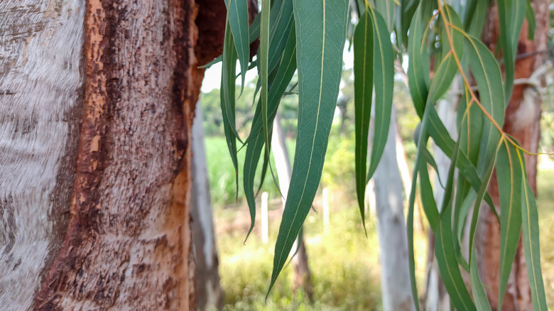 Long eucalyptus leaves with white tree trunks