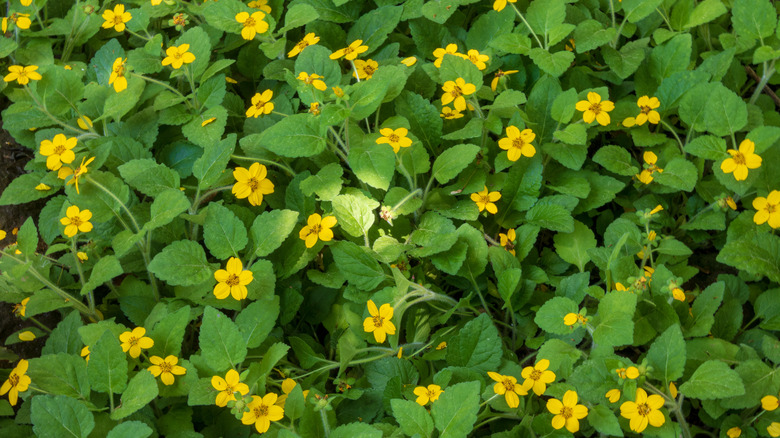 Blanket of green and gold flowers blooming