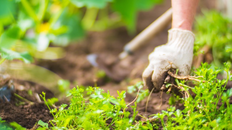 Gloved hand pulling weeds in a garden with a hoe in the background