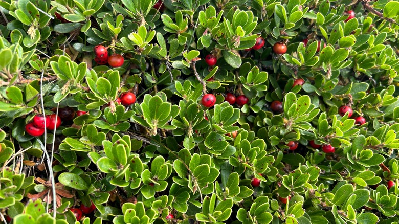 Bed of kinnikinnick with green leaves and red berries