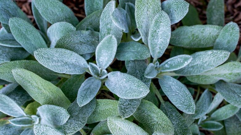 Close up of lamb's ear fuzzy leaves