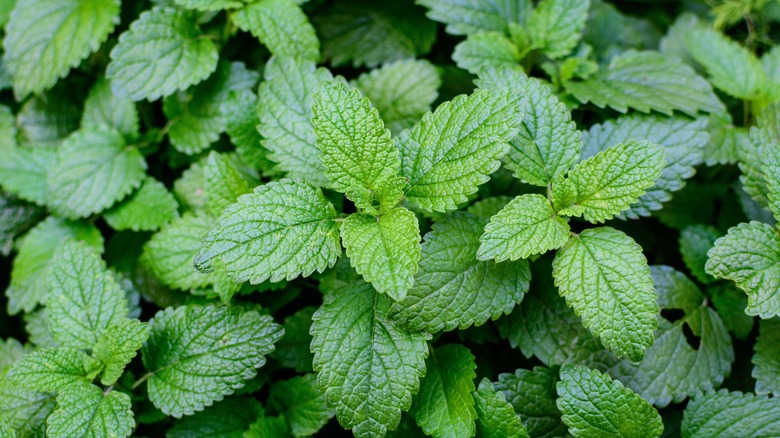 Close up of lemon balm leaves