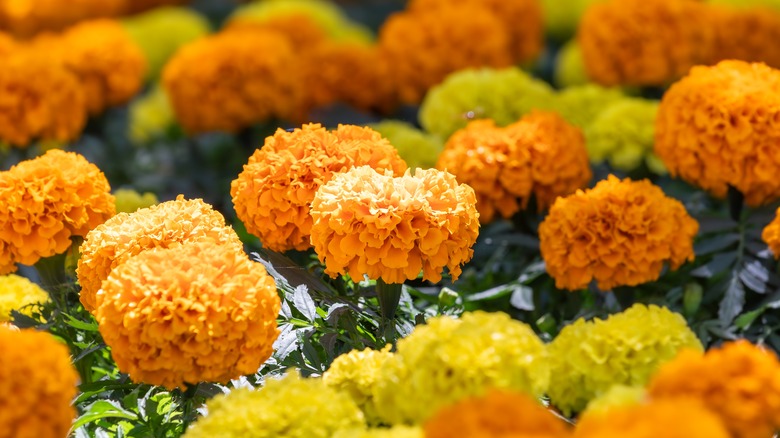 Orange and yellow marigold blooms
