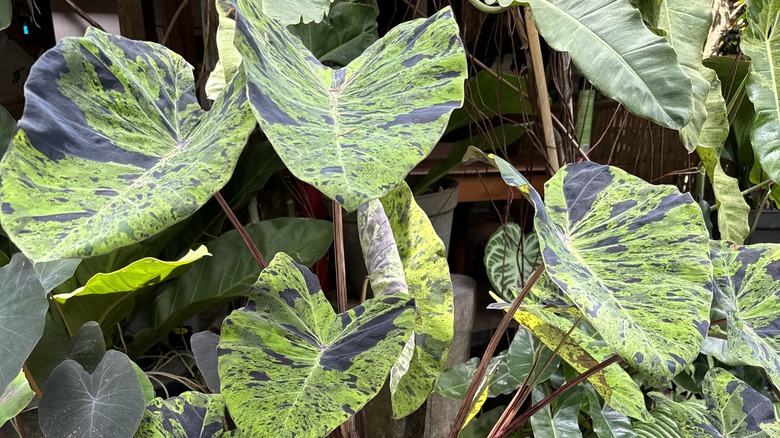 Close up of taro 'Mojito' leaves with green and black patterns