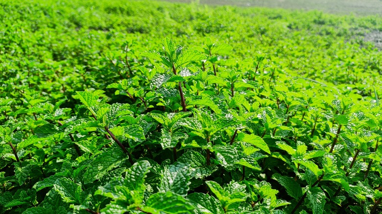 Peppermint plants growing densely in a field