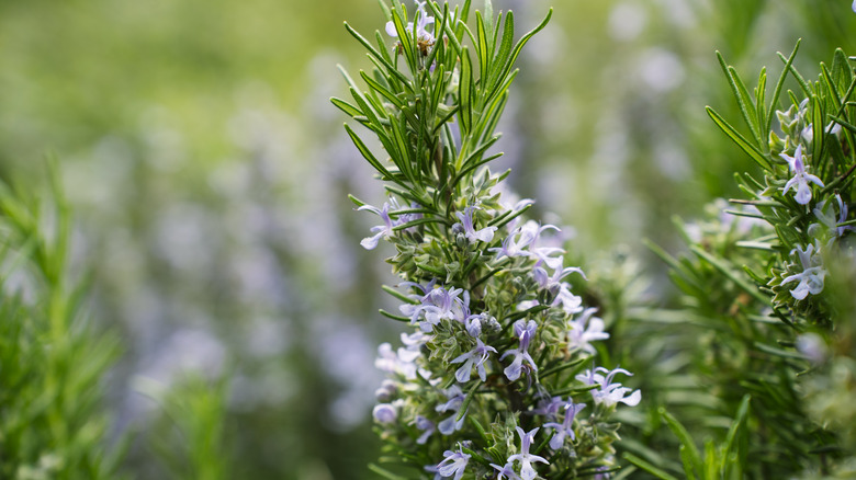 Close up of purple rosemary blooms with evergreen leaves