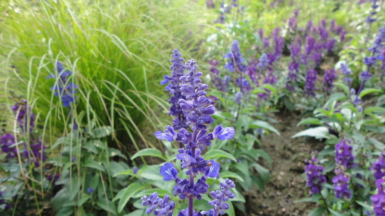 Flowering sage plants with paths in a garden
