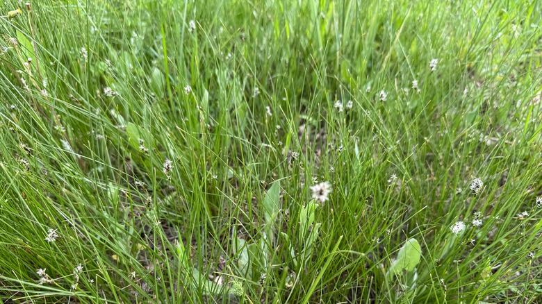 Close up of flowering sedge grass