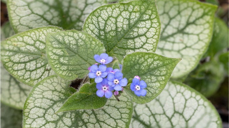 Siberian bugloss blooms with green and white leaves