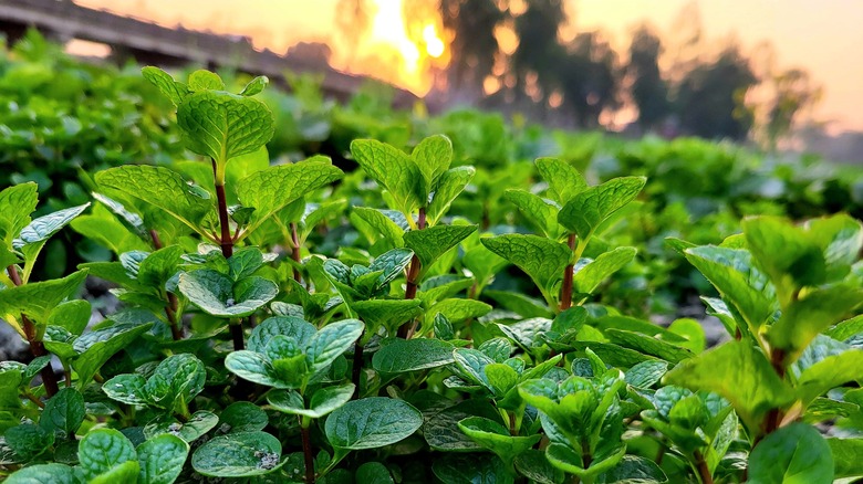 Field of spearmint plants with trees in the background