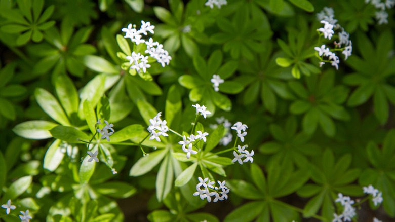 Small white sweed woodruff blooms with green foliage